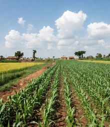 Agric productivity in Nigeria