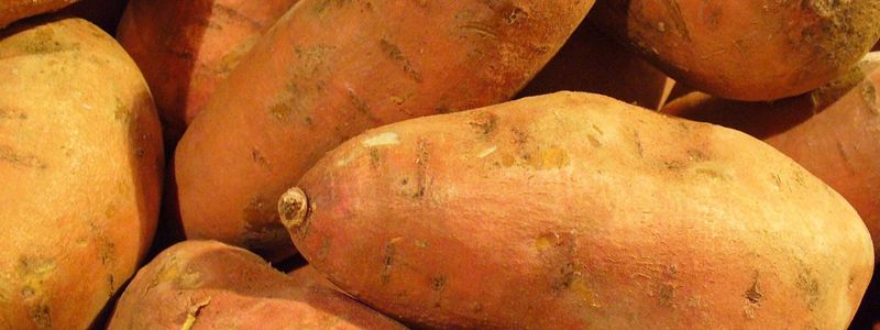 sweetpotato